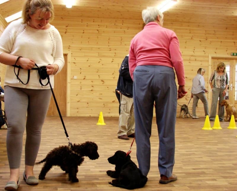 crestadogclub.seesite.biz_--_314504683
